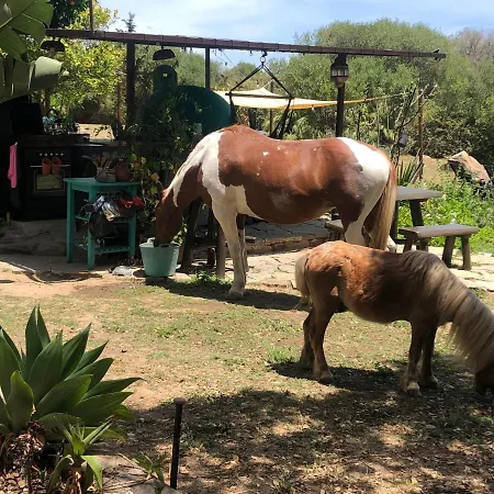 Eco Spirit خيمة فخمة *